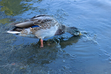 duck in dirty water