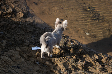 Gray little dog on a dirty beach