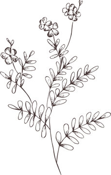 Hand drawn outline abstract vector image.Sprig of senna glycoside silhouette isolated on transparent background.Eps pharmacy herbs. Vintage art print for label, packaging, product design