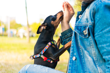 Young woman playing and training her little dog outdoors. Black and Tan miniature pinscher female...