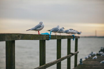 seagull on the pier Southend Essex UK