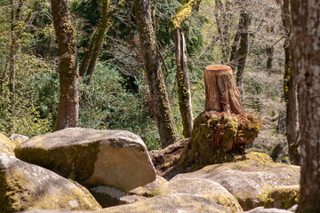tree stump in the Devon forest