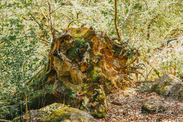 old tree stump covered in moss Devon UK
