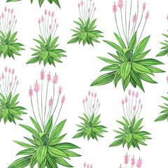 Watercolor Ribwort or plantain lanceolata in seamless pattern on white background. Hand drawing illustration. Perfect for wrapping or digital paper. © Kaya Gach