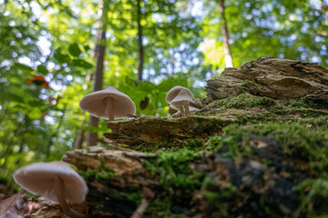 Pilz in Wald