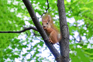 red squirrel sits high on a tree branch and eats