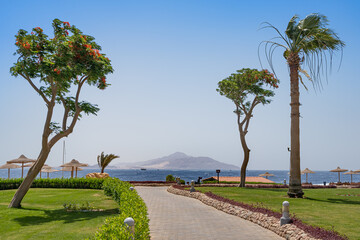 Beautiful view of the alley leading to the beach and the sea between the trees and palm trees. In the distance, you can see the island of Tirana, Egypt, Sharm el Sheikh.