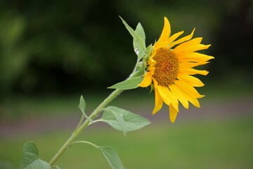 Nahaufnahme einer einzelnen Sonnenblume im Sonnenlicht