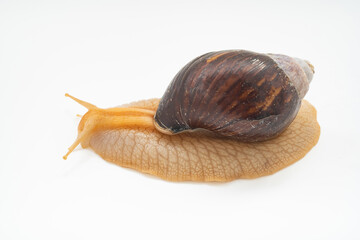 top view. A large land snail on a white background. unusual pets. unconventional cosmetology and medicine.