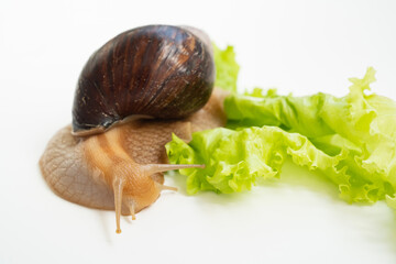 A large land snail eats lettuce leaf on a white background. unusual pets. unconventional cosmetology and medicine.