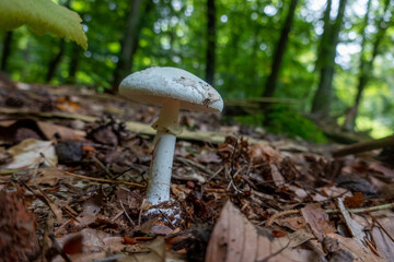 Pilz mushroom