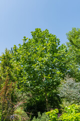 Fototapeta premium Bright green leaves of Tulip tree (Liriodendron tulipifera), called Tuliptree, American or Tulip Poplar, against blue summer sky. Blurred foreground.Selective focus. There is place for text.