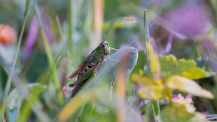 grashüpfer, insecta, makro, heuschrecke, natur, tier, badgered, cricket, gras
