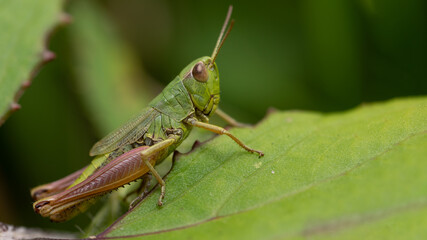 grashüpfer, insecta, makro, heuschrecke, natur, tier, badgered, cricket, gras