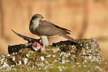 azor con presa en el pinar