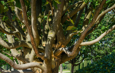 Fototapeta premium Beige textured branches of Parrotia persica or Persian ironwood trees in Public City Park Krasnodar or Galitsky park. Sunny summer 2021