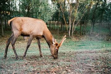 Red deer eating grass in forest. The red deer is one of the largest deer species in natural habitat