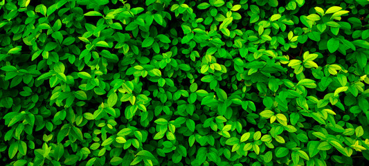 Close up 20:9 horizontal banner shrub,small round foliage,deep bright green shades.Texture for...