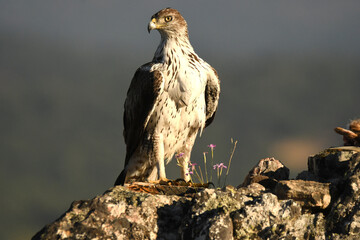 aguila perdicera en tierras extremeñas.España