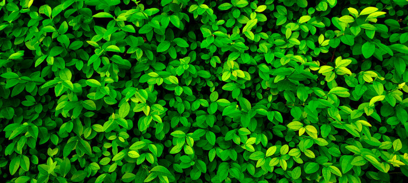 Close up 20:9 horizontal banner shrub,small round foliage,deep bright green shades.Texture for photo,desktop wallpapers,smartphone screen.Natural leaves carpet .Leaf cover design,eco-friendly pattern