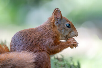 Close-up of a hungry Eurasian red squirrel (Sciurus vulgaris) eating a walnut in the forest of Noord Brabant in the Netherlands.                               