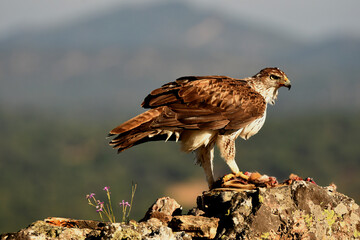 aguila perdicera en tierras extremeñas.España