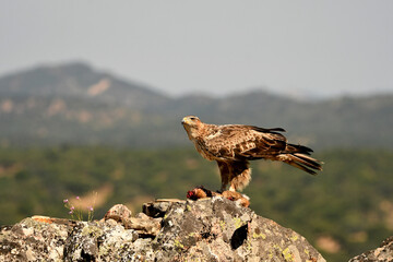 aguila perdicera en tierras extremeñas.España