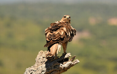 aguila perdicera en tierras extremeñas.España