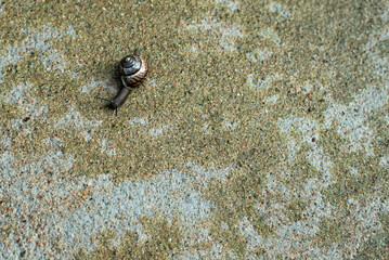 The snail is crawling along the concrete surface. Snail after the rain.