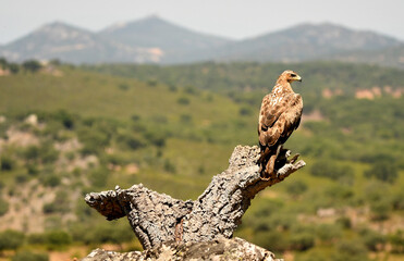 aguila perdicera en tierras extremeñas.España