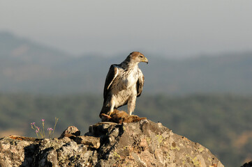 aguila perdicera en tierras extremeñas.España