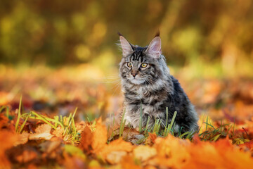 Naklejka na ściany i meble Maine coon cat outdoors in autumn