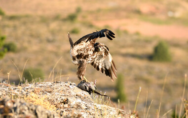 aguila ratonero con presa