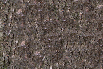 tree bark brown background wooden dark base