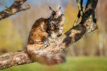 Maine coon cat sitting on the tree
