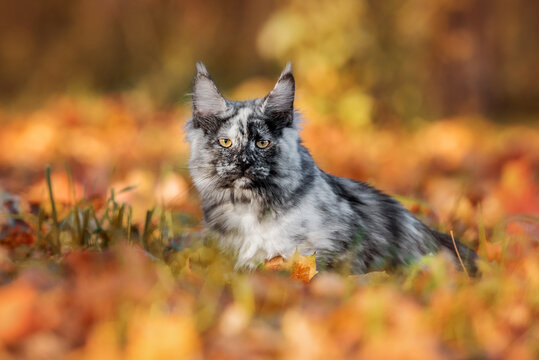 Maine coon cat in the leaves in autumn
