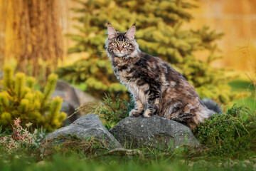 Maine coon cat in the yard in autumn - obrazy, fototapety, plakaty