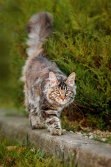Maine coon cat walking outdoors in summer