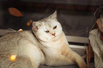 White British cat lies on the windowsill.