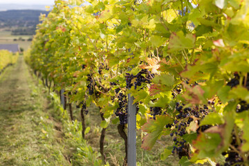 Vineyards with grapevine for wine production near a winery. Grape field growing for wine. Summer scenery. Nature mountains background with wine yard in autumn harvest