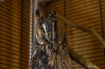 Long-eared owl in a cage