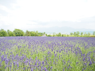 美しいラベンダーの花畑の風景