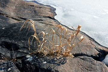 grass growing in bedrock crack, Finland