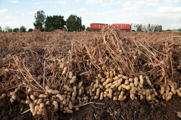 Peanuts in a field in harvest and peanut collection