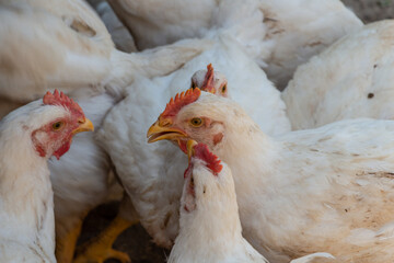 white broiler chickens in the farm yard, chickens communicate