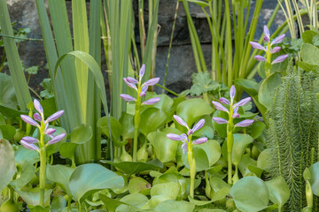 Blooming flower Water Hyacinth. Beautiful Eichhornia opening up in pond is surrounded by leaves. Growing blossom Hyacinth in lake.