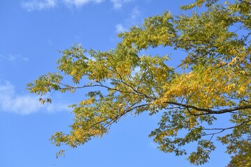 blue sky and yellow leaves 