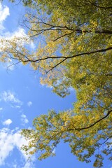 blue sky and yellow leaves 