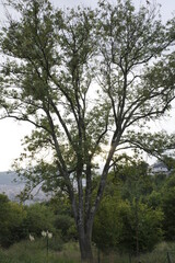 Young tree in the park