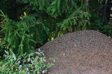 a large anthill under a spruce tree